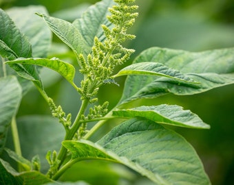 Graines d’AMARANTHUS VIRIDIS - Graines d’amarante verte - Graines de substitution d’épinards - Graines d’héritage biologique - Collecteur de graines - Agriculture naturelle