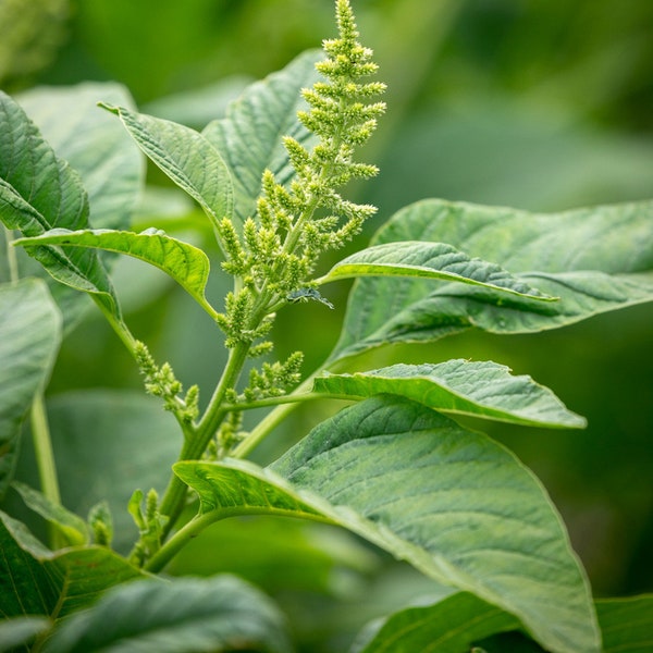 AMARANTHUS VIRIDIS seeds - Green Amaranth seeds - Spinach Substitute Seeds - Organic Heirloom Seeds - Seeds Collector - Natural Agriculture