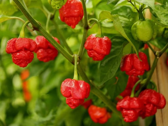 PDF) Evaluation of Scotch Bonnet and Habanero Peppers (Capsicum