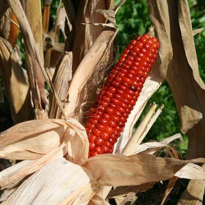 Könnte beinhalten: Ein roter Maiskolben mit noch daran befestigten Hüllen. Der Mais wächst an einem Stängel auf einem Feld.
