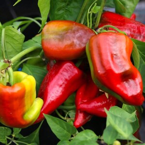 Nasiona Papryki Chili BEAVER DAM (Capsicum Annuum) – SHU: 1.000 – Ekologiczne Nasiona Odmian Tradycyjnych do Naturalnego Rolnictwa