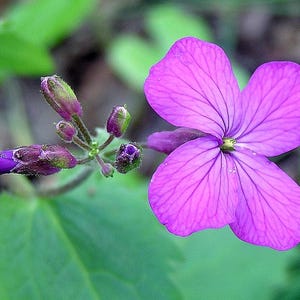 SILVER DOLLAR PLANT Seeds (Lunaria Annua) - Honesty Plant - Money Plant - Organic Heirloom Seeds for Natural Agriculture