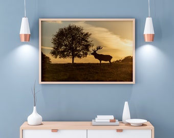 Edelhertenfotografie bij zonsondergang