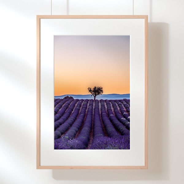 Photographie des lavandes du plateau de Valensole - tirage d'art, poster, image, décoration murale, provence, lavande