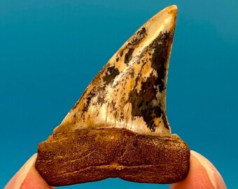 1.99” Fire Zone Bakersfield Mako Shark Tooth