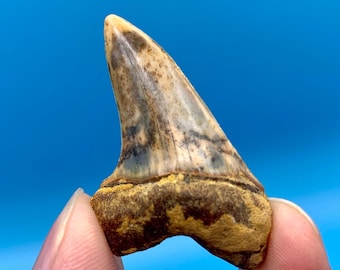 1.77” Bakersfield Mako Shark Tooth