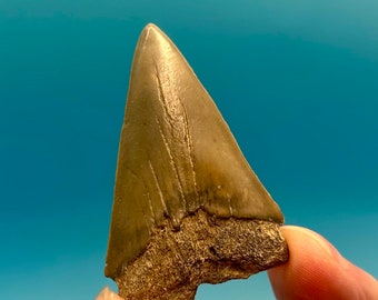 1.93” Florida Mako Shark Tooth