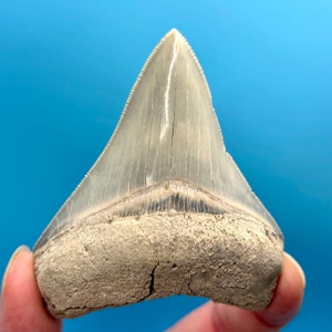 Aurora Megalodon Shark Tooth