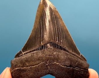 3.04” Collector Quality Megalodon Shark Tooth