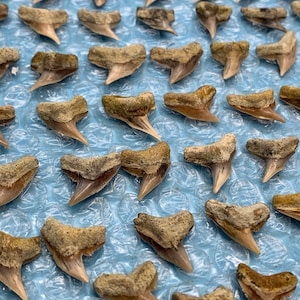 Bakersfield Tiger Shark Tooth (New Shipment)
