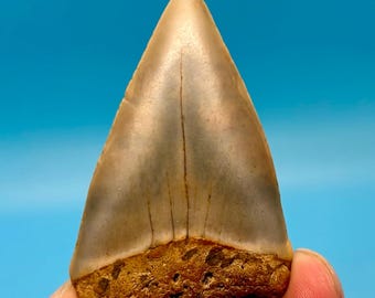 2.35” North Carolina Mako Shark Tooth (Hastalis)