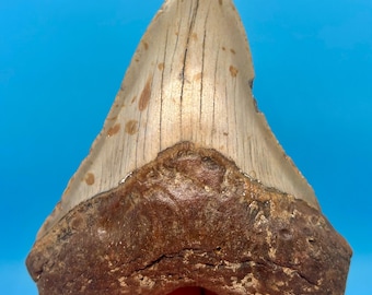 5.13” Megalodon Shark Tooth