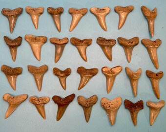 1.25"-1.5" Lee Creek Mako Shark Tooth