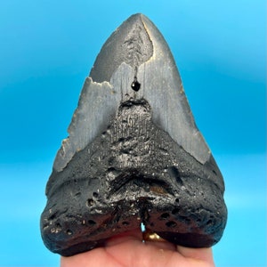 Massive 5.45” Megalodon Shark Tooth
