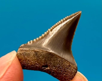 1.07" Fossil Great White Shark Tooth - Peruvian