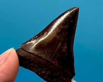 1.70" Mako Shark Tooth Fossil: South Carolina Find