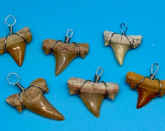 Fossilized Shark Tooth Necklace