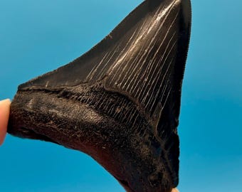 3.52” Megalodon Shark Tooth Fossil: Georgia River Find
