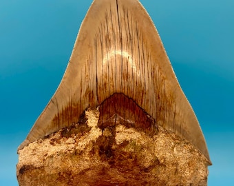 4.81” Indonesian Megalodon Shark Tooth