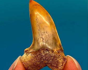 1.64” (Fire Zone) Bakersfield Mako Shark Tooth