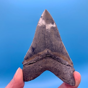 3.93” Aurora Megalodon Shark Tooth