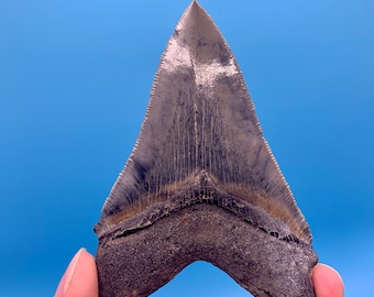 3.93” Aurora Megalodon Shark Tooth