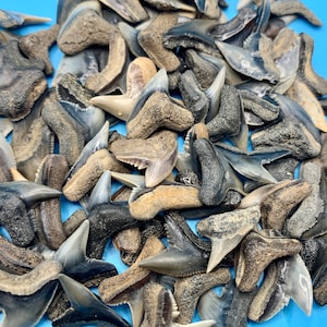 Tiger Shark Teeth (Group of 4)