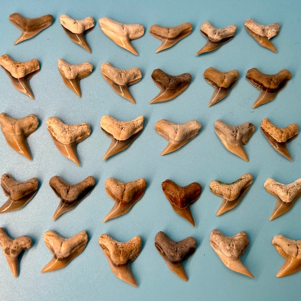 Lee Creek Tiger Shark Tooth (New Shipment)