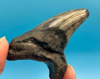 2.51” Massive Benedini Fossil Shark Tooth