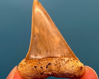1.90” Fire Zone Bakersfield Mako Shark Tooth