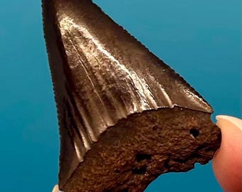 2.08" Fossil Great White Shark Tooth - South Carolina Find