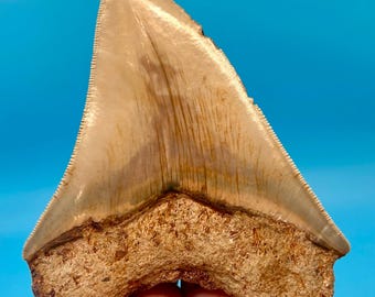 4.60” Indonesian Megalodon Shark Tooth
