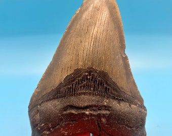 Massive 5.04” Megalodon Shark Tooth