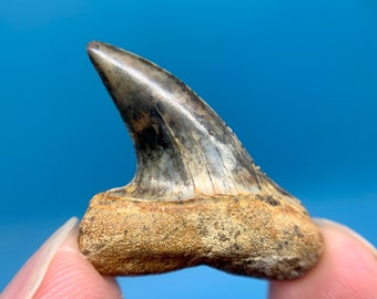 1.43” Bakersfield Mako Shark Tooth