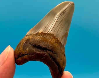 2.49” Benedini Fossil Shark Tooth