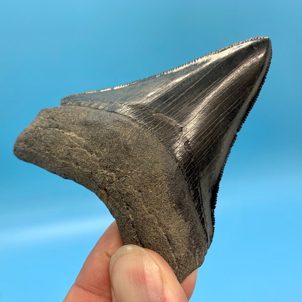 3.61” Museum Quality Megalodon Shark Tooth