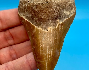 3.28” Amazing Megalodon Shark Tooth