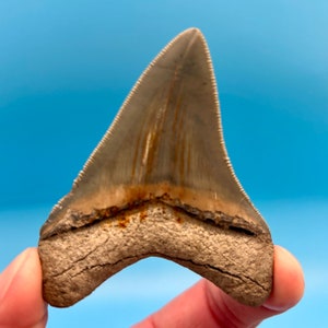Aurora Megalodon Shark Tooth