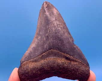 3.54” Megalodon Shark Tooth Fossil: Georgia River Find