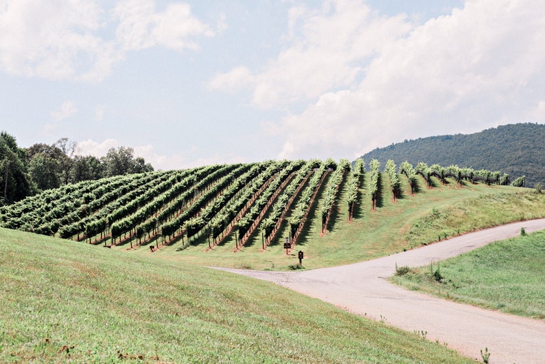 Wine Print Wine Country Decor Wine Wall Art Wine Poster Etsy