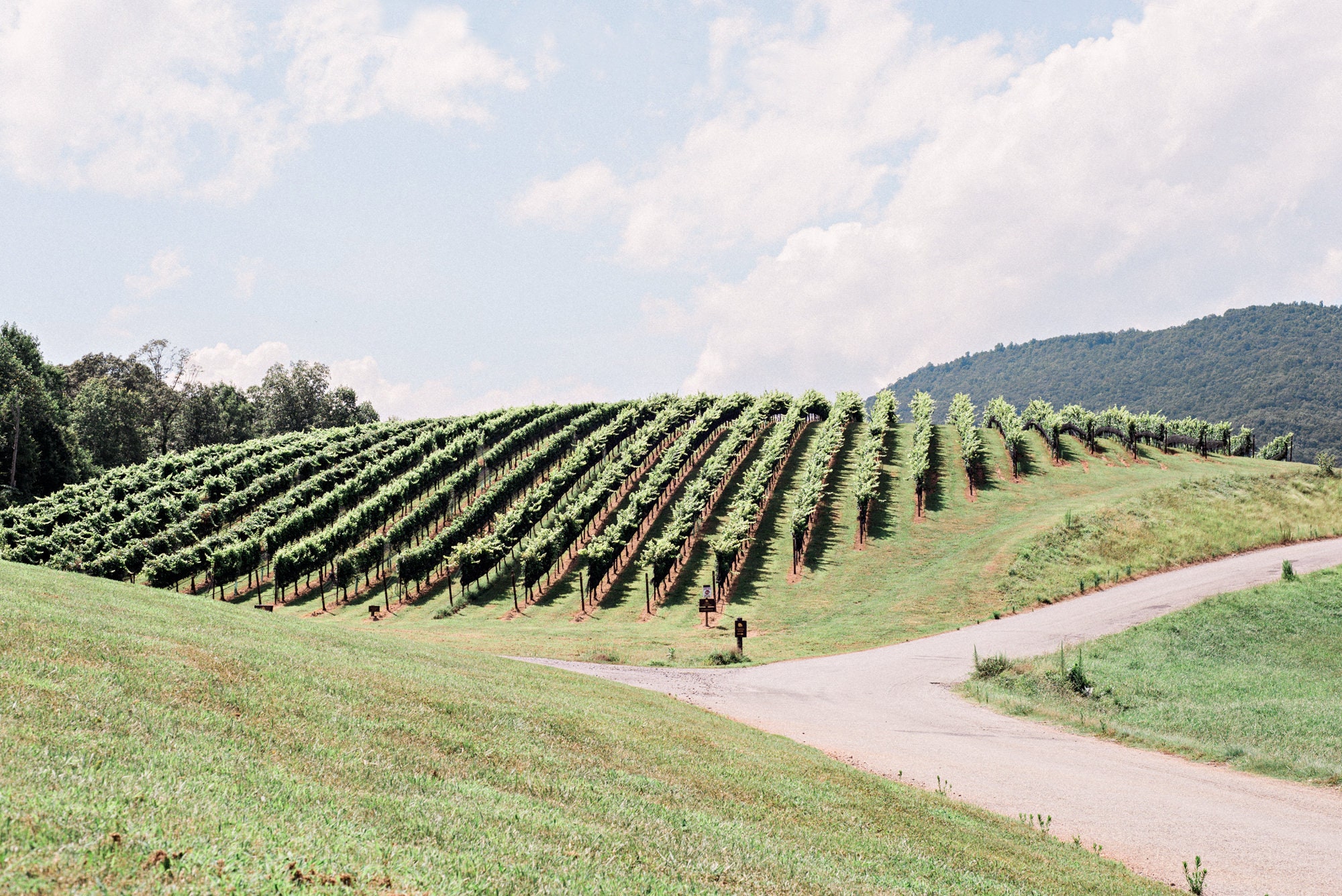 Wine Print Wine Country Decor Wine Wall Art Wine Poster | Etsy