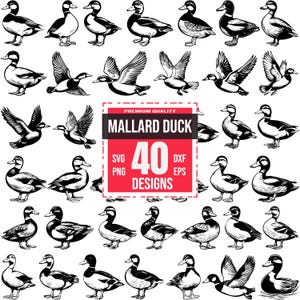 Mallard Duck Svg Bundle, Mallard Duck png, Mallard Duck svg, Wild Duck svg, Flying Duck svg, Mallard Illustration, Pond Duck, Lake Bird