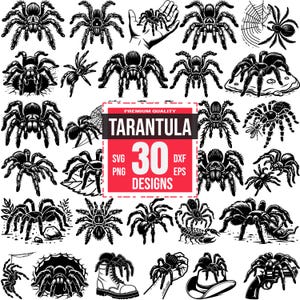 May include: A set of 30 black and white vector illustrations of tarantulas in various poses. The illustrations are in a vintage style and include a variety of details, such as hairy legs, fangs, and eyes. The illustrations are perfect for use in a variety of projects, such as t-shirt designs, website graphics, and social media posts.