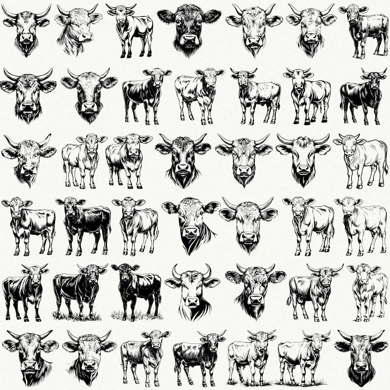 Angus Cow Svg Bundle, Farm Animal Svg, Cattle Svg, Angus Cattle Svg ...