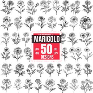 Marigold Svg Bundle, Marigold png, Marigold dxf, Marigold Flower svg, Marigold Illustration, Marigold Outline svg, Marigold Drawing svg