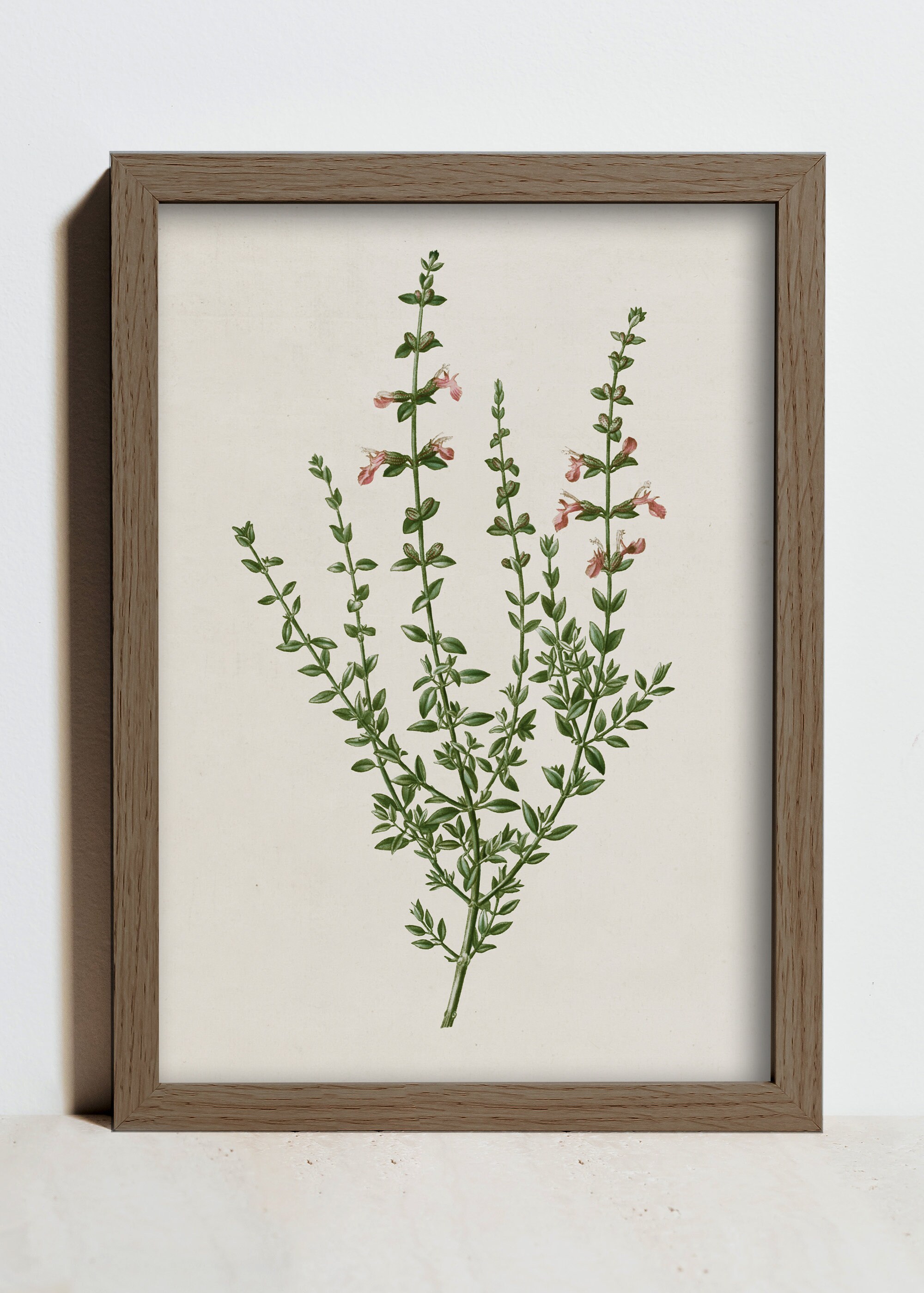 Vintage Botanical Gallery Set of 6 Prints for Living Room Etsy