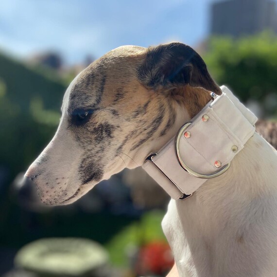 Velvet White Martingale collar Dog collar Sighthound collar Galgo collar Greyhound collar Saluki collar dog collars