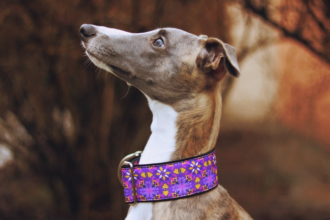 Sighthound collars cheap