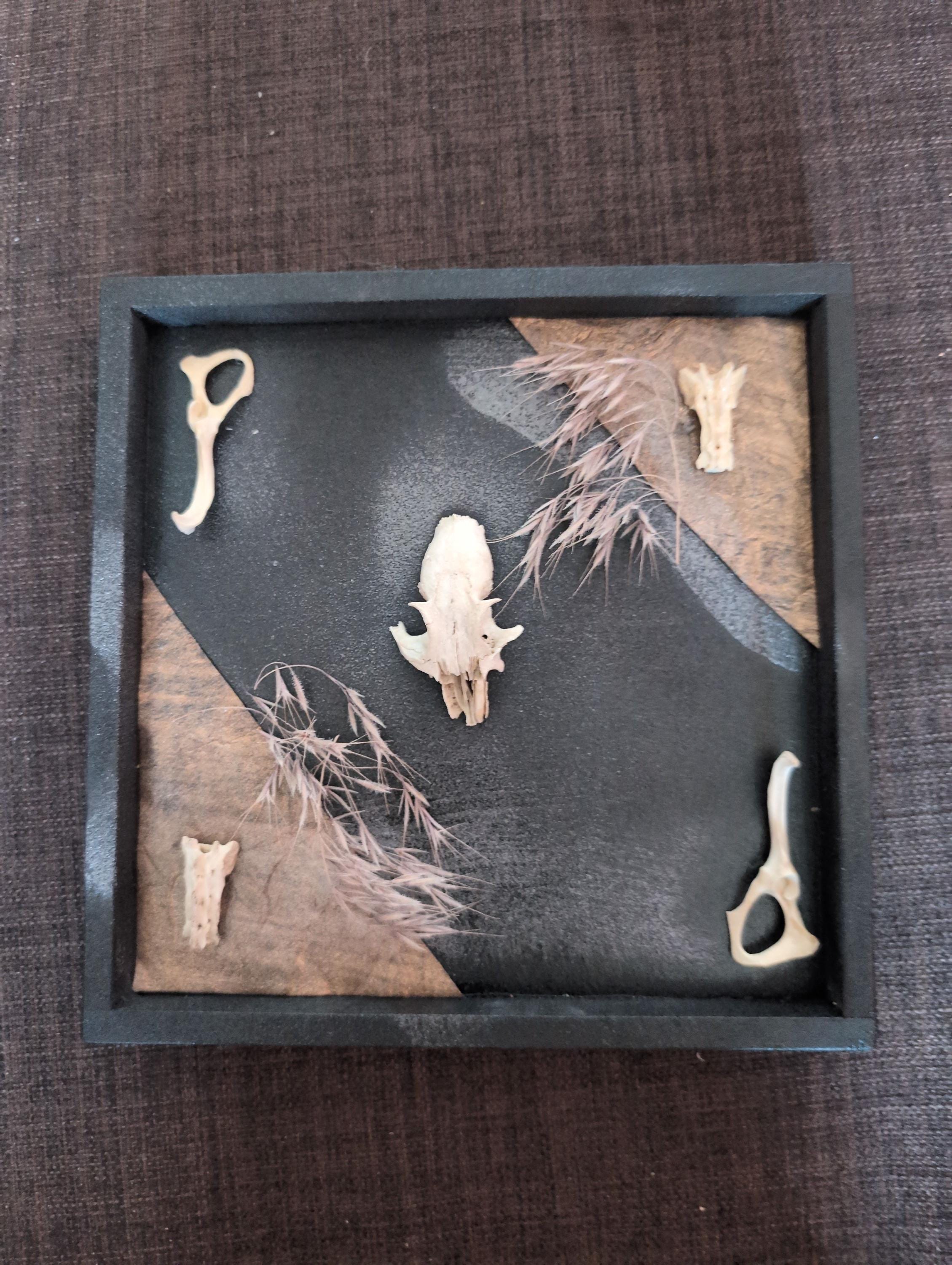 Shadow Box Fox Skull - Etsy