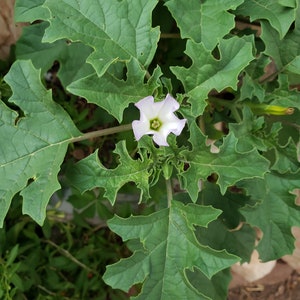 Datura Quercifolia 25 seeds / Thorn apple / Angel&#39;s trumpet / Moon flower / Rare plants